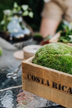 Comment organiser un séjour à Costa Rica ?